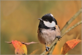 <p>SÝKORA UHELNÍČEK (Periparus ater)</p>